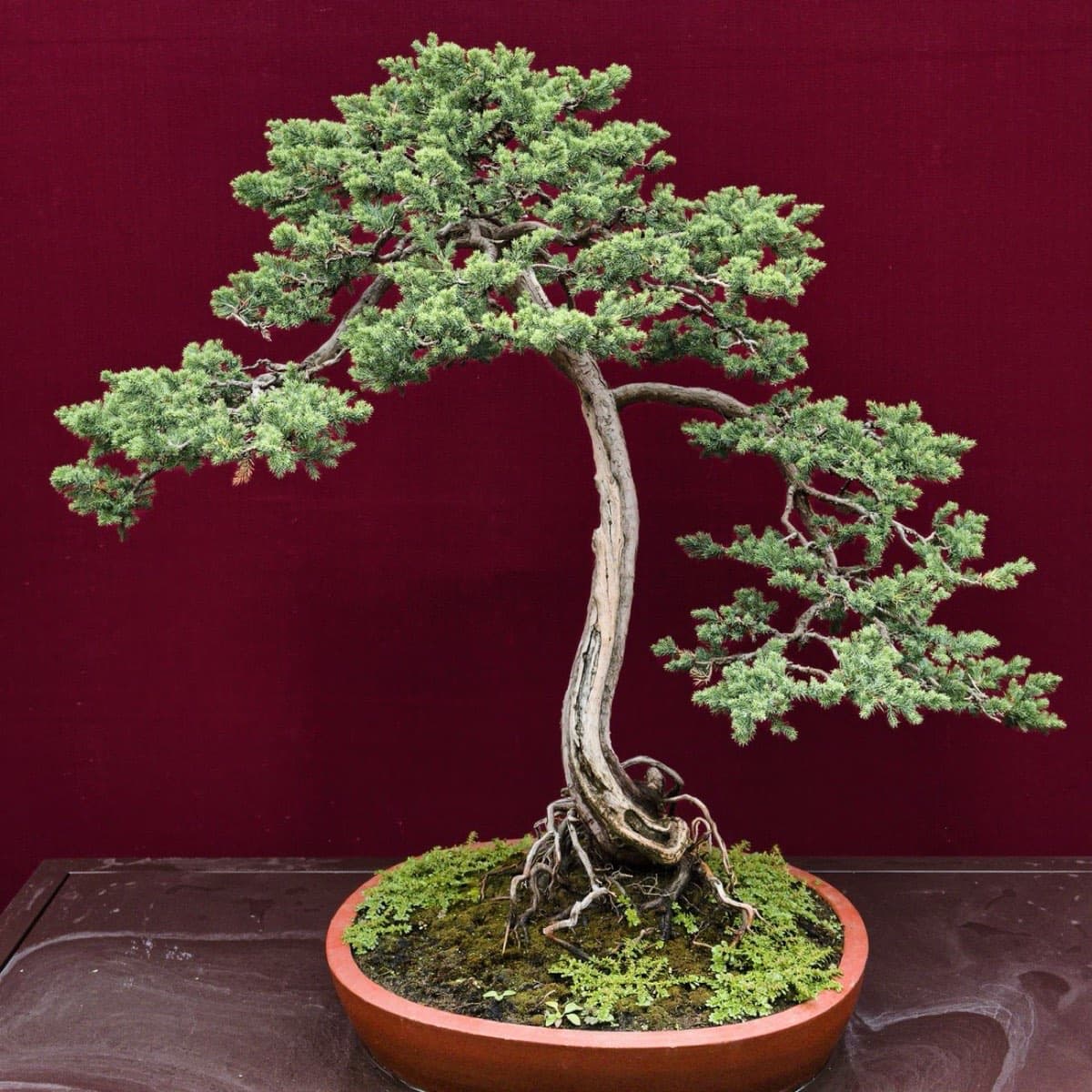 Şekil verilmiş bonsai ağacı