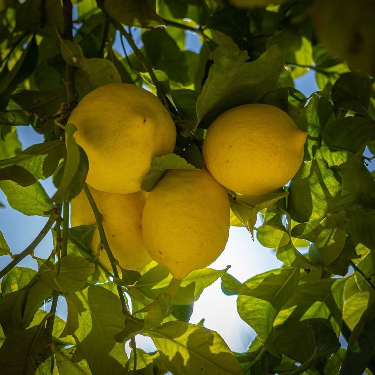 Ağaç dalında olgunlaşmış limonlar